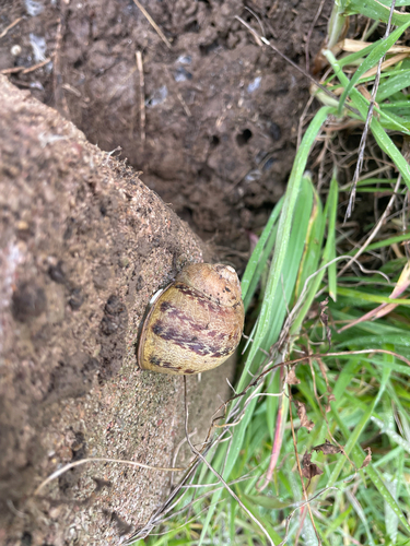 Garden Snail