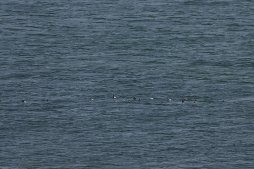 iNaturalist: (c) bargon, some rights reserved (CC BY-NC) iNaturalist image