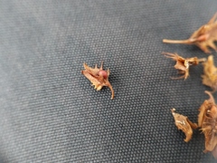 Rumex obtusifolius obtusifolius