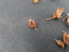 Rumex obtusifolius obtusifolius