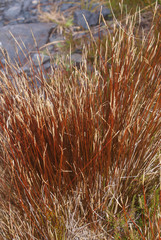 Schoenus pauciflorus