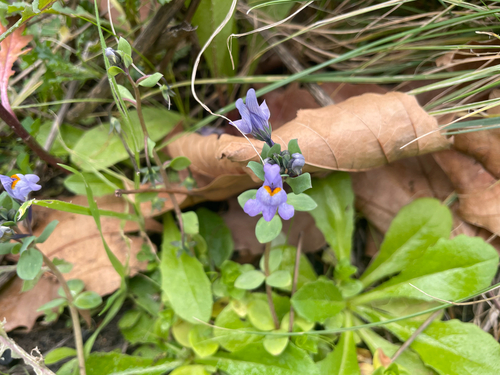 Linaria reflexa