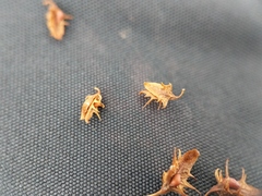 Rumex obtusifolius obtusifolius