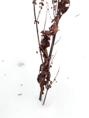 Rumex obtusifolius obtusifolius