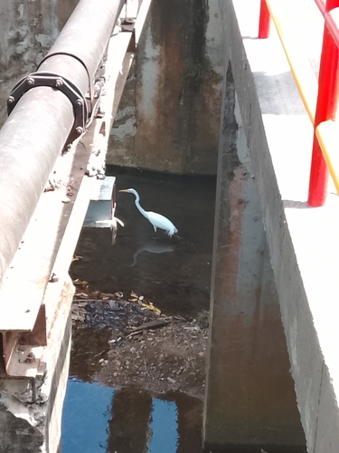 iNaturalist: (c) El Cineman, some rights reserved (CC BY-NC), uploaded by El Cineman iNaturalist image