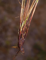 Schoenus pauciflorus
