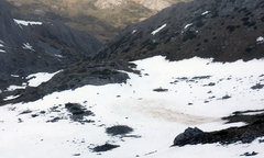 Rupicapra pyrenaica parva