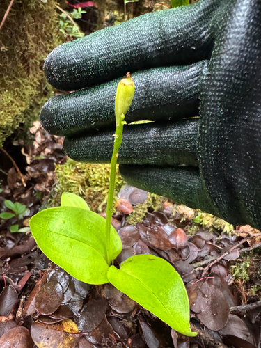 Liparis hawaiensis observed 2026-01-14