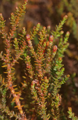 Lepidothamnus laxifolius