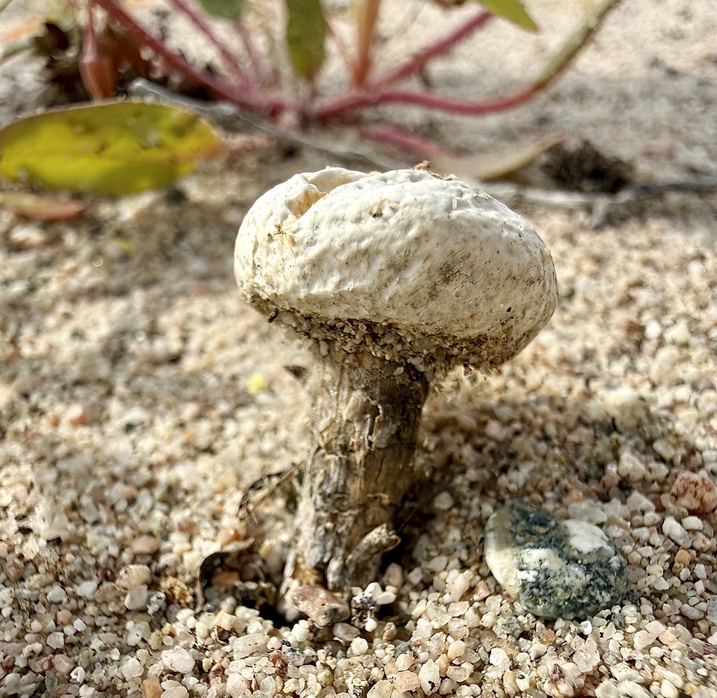 Chlamydopus meyenianus · January 2026 · photo: © aparrot1 (iNaturalist, cc0)