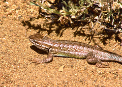 Sceloporus graciosus graciosus