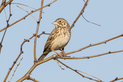 Vesper Sparrow