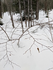 Corylus cornuta cornuta