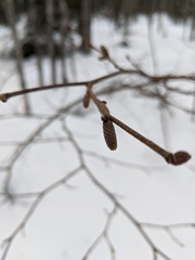 Corylus cornuta cornuta