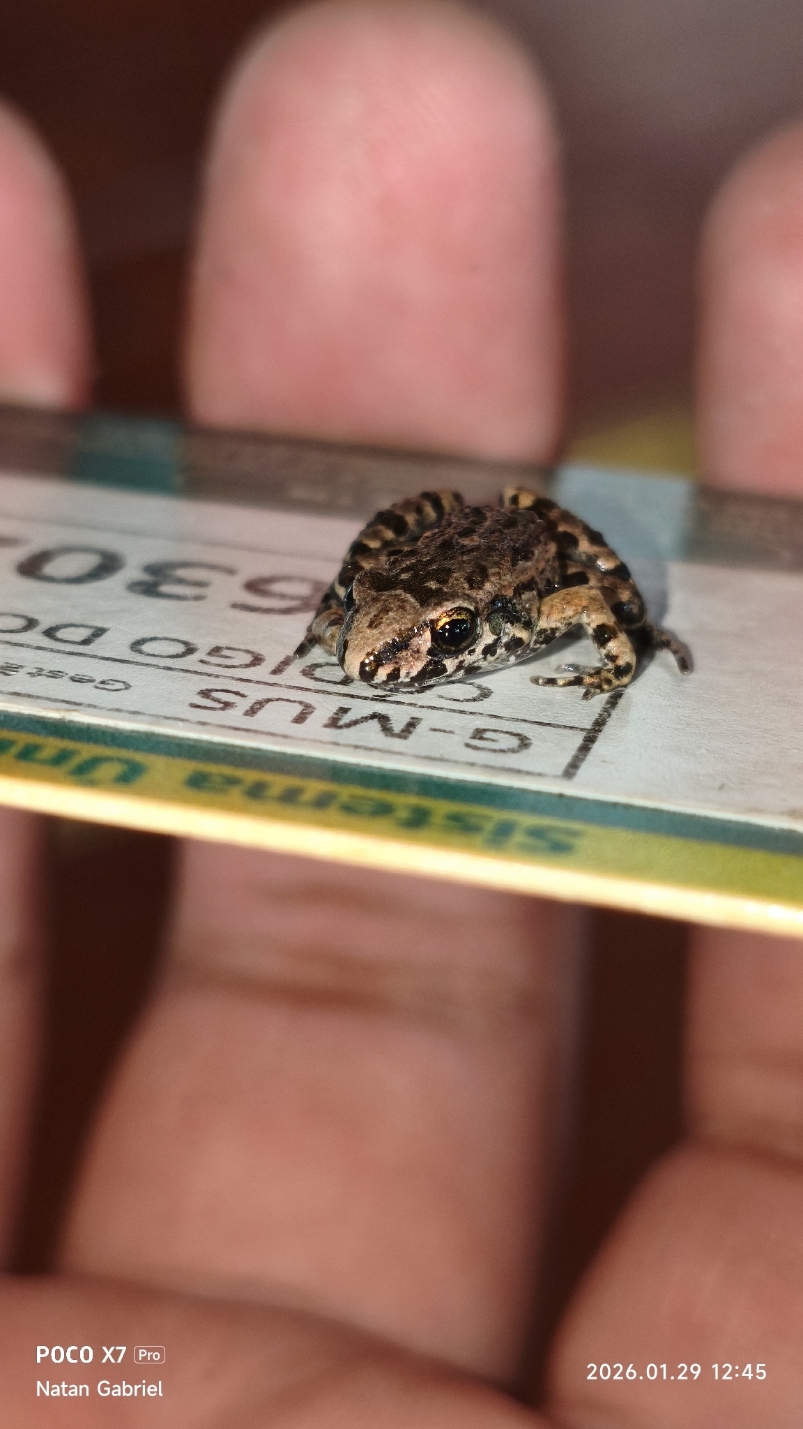 Adenomera albarena