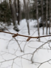 Corylus cornuta cornuta