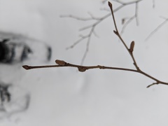 Corylus cornuta cornuta