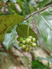 Mosannona depressa, photograph author not stated, no rights reserved