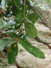 Mosannona depressa, photograph author not stated, no rights reserved