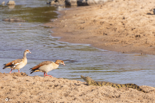 iNaturalist: (c) Chris Fisher, some rights reserved (CC BY-NC), uploaded by Chris Fisher iNaturalist image