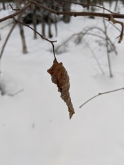 Corylus cornuta cornuta