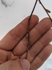 Corylus cornuta cornuta