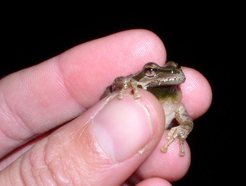 iNaturalist observation photo of Pacific chorus frog