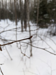 Corylus cornuta cornuta
