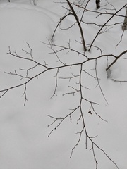 Corylus cornuta cornuta