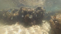 Abudefduf sexfasciatus