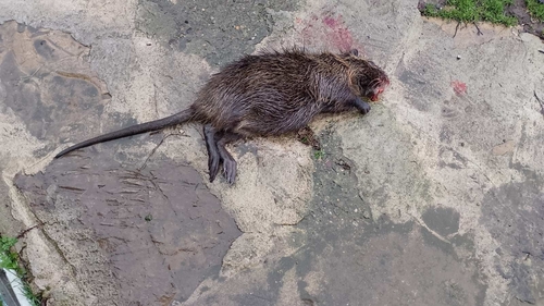 Coypu