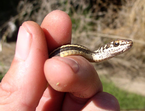 iNaturalist observation photo of Striped Racer