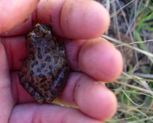 iNaturalist observation photo of Pacific chorus frog