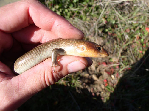 iNaturalist observation photo of Gilbert's Skink