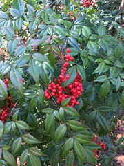 Nandina domestica