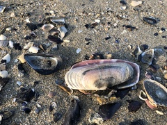 Solecurtus divaricatus