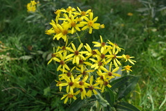 Senecio ovatus