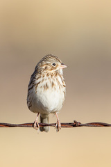 Vesper Sparrow photo 5