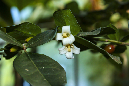 Triphasia trifolia