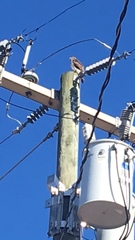 Buteo jamaicensis
