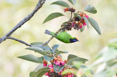 Chloropsis aurifrons