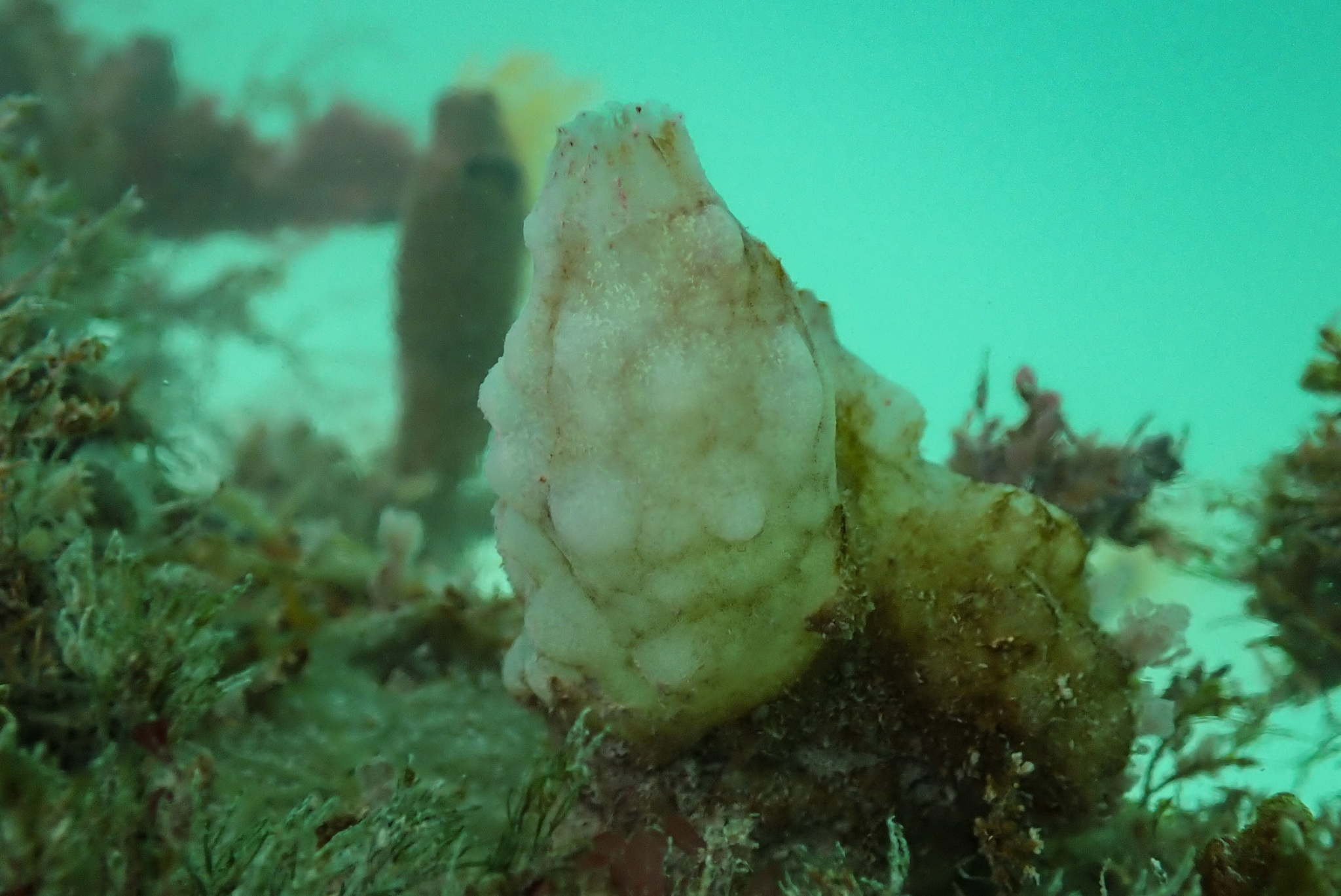 Phallusia mammillata (Cuvier, 1815)