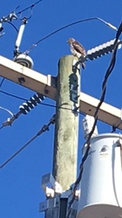 Buteo jamaicensis