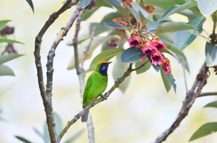 Chloropsis aurifrons