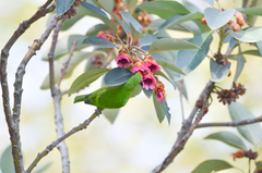 Chloropsis aurifrons