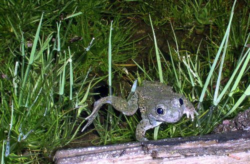 iNaturalist observation photo of Western Spadefoot