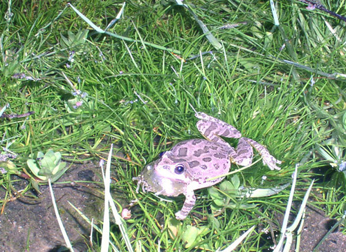 iNaturalist observation photo of Pacific chorus frog
