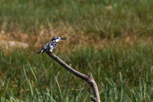 iNaturalist: (c) Leandro Rezende, some rights reserved (CC BY-NC), uploaded by Leandro Rezende iNaturalist image