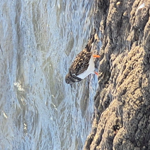 iNaturalist: (c) Lauren Ellery, some rights reserved (CC BY-NC), uploaded by Lauren Ellery iNaturalist image