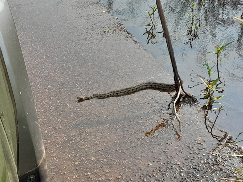 Southern African Python